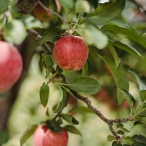 Äpple Discovery