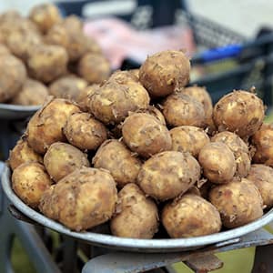 Färskpotatis
