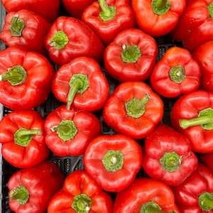 Paprika Röd