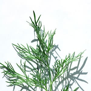 Dill Fryst