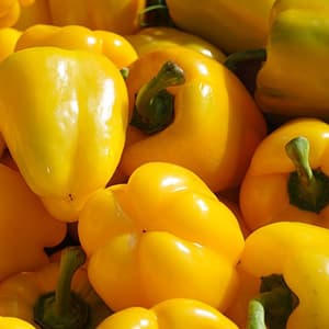 Paprika Gul