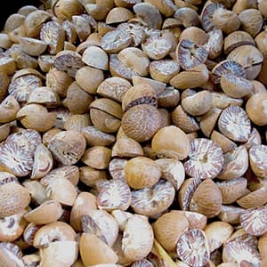 Muskot Hel