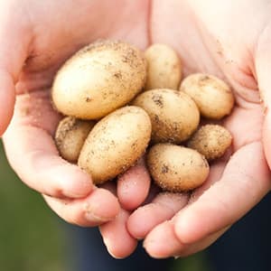 Delikatesspotatis