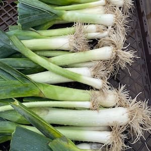 Purjolök