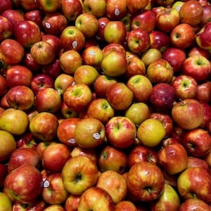 Äpple Jonagold