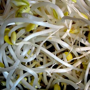 Böngroddar Färska
