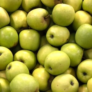 Äpple Golden Delicious