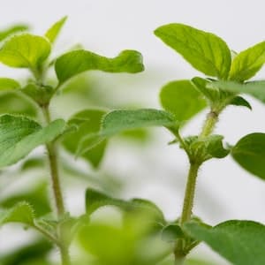 Oregano Färsk