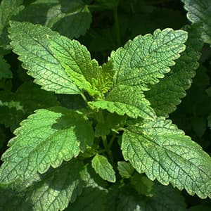 Citronmeliss Färsk