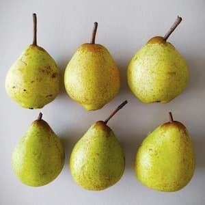 Päron Carola