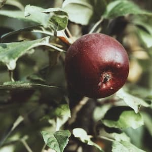 Äpple Ingrid Marie