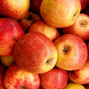 Äpple Santana
