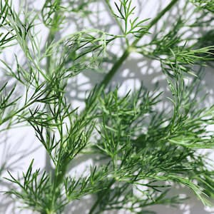 Dill Färsk