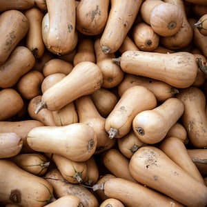 Pumpa Butternut