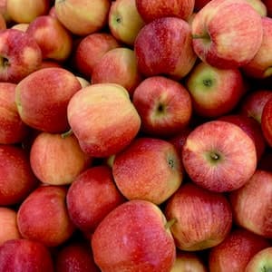 Äpple Honeycrunch