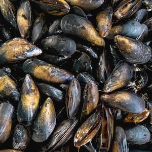Blåmusslor med Skal Färska