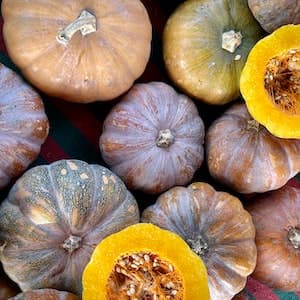 Pumpa Muskat