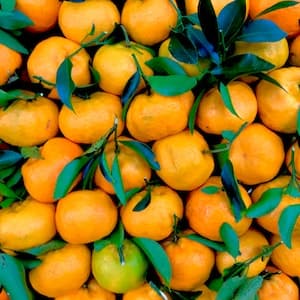 Clementin