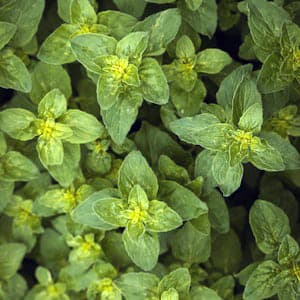 Oregano Fryst