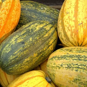 Pumpa Spaghetti