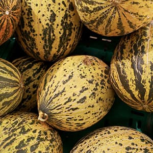 Melon Piel de Sapo