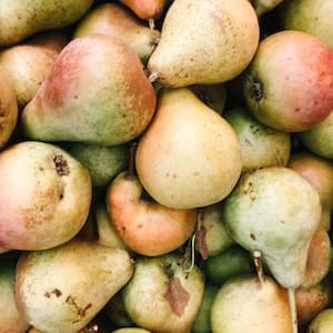 Päron Anjou