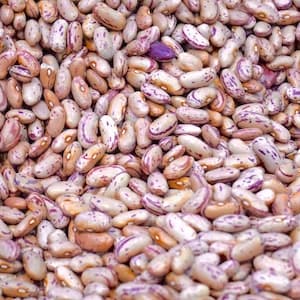 Bönor Borlotti Torkade