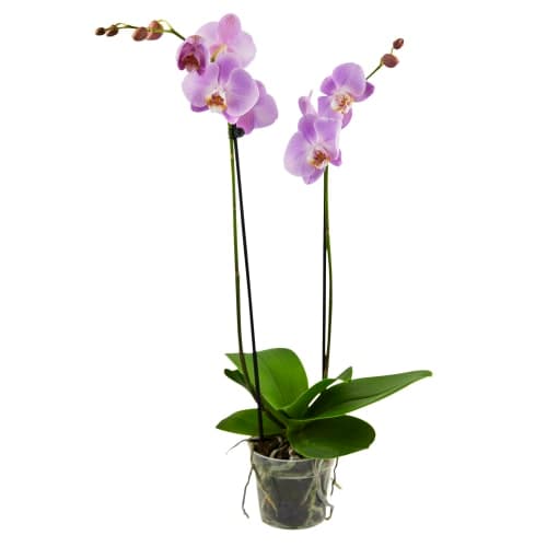 Brudorkidè Phalaenopsis 2 Stänglar