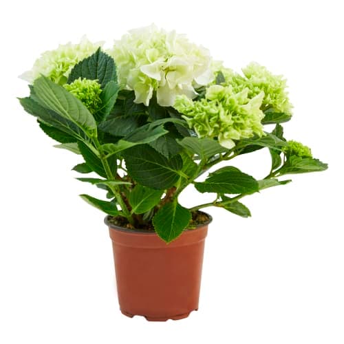 Hortensia Hydrangea 13 Cm 23 Gren