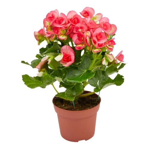 Begonia 12 cm