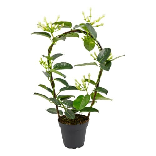 Doftranka Stephanotis