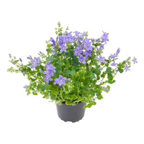 Murklocka Campanula Portensch