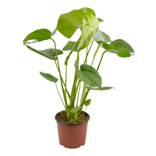 Monstera Monstera Deliciosa