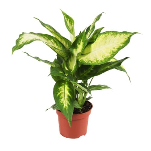 Gröna Växter 12 cm