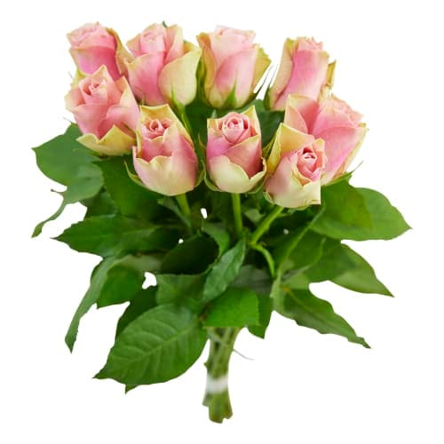Rosor Säsongens färger Fairtrade 9-pack