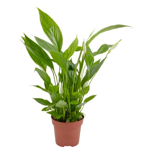 Fredskalla Spathiphyllum 11-13cm