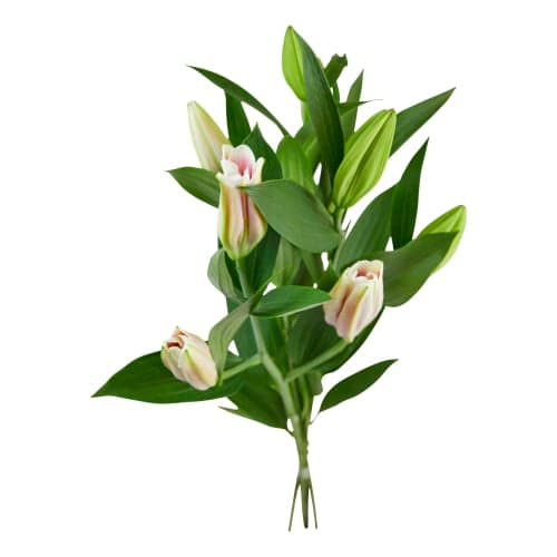 Lilja Lilium
