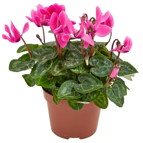Cyklamen Cyclamen 12cm