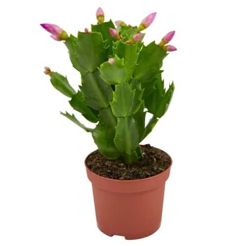 Novemberkaktus Schlumbergera 9 Cm