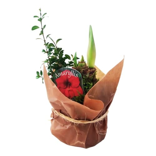 Amaryllis Med Mossa