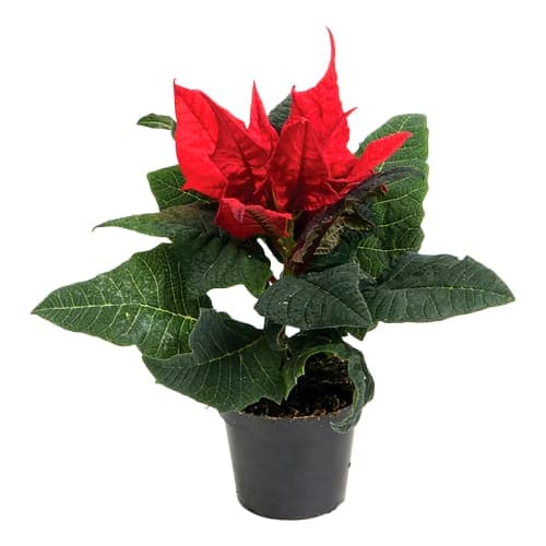 Julstjärna Euphorbiapulcherrima Mini