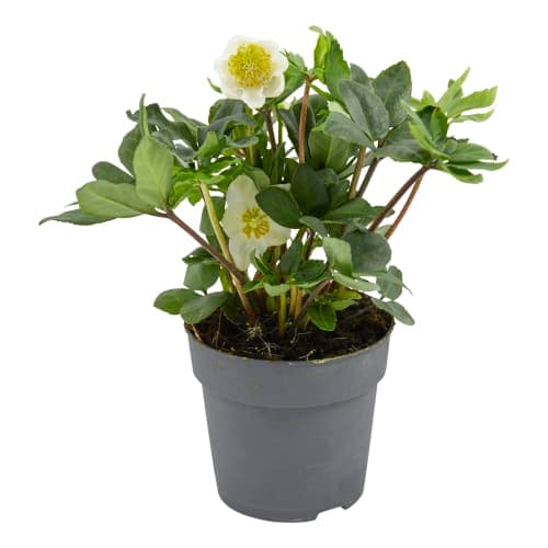 Julros Helleborus
