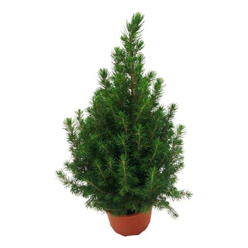Sockertoppsgra Picea Galuca