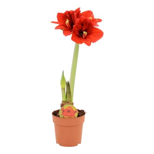 Amaryllis Budget