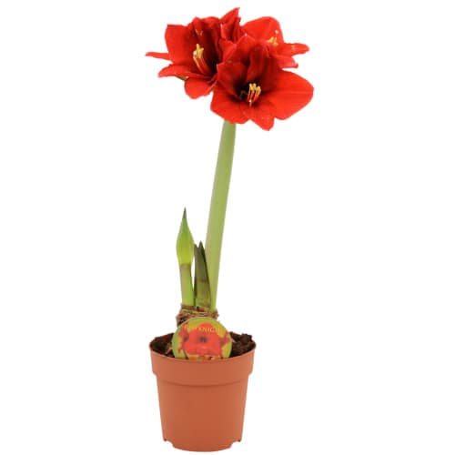 Amaryllis Hippeastrum 2 Stänglad