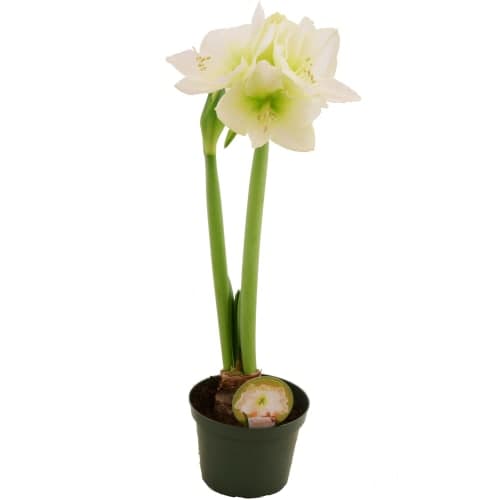 Amaryllis Hippeastrum 2 Stänglad