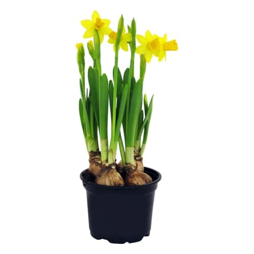 Påsktazett Narcissus Tete A Tete 105 Cm
