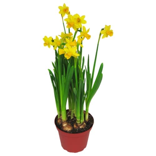 Påsktazett Narcissus Tete A Tete 1213 C