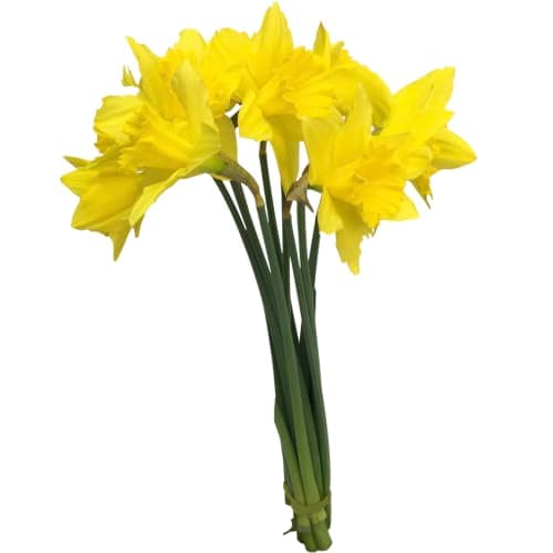Påsklilja Narcissus Bunt