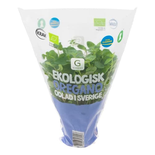 Oregano i Kruka Klass 1 EKO